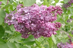 Mme F. Morel