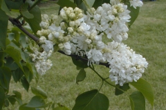 Mme Lemoine