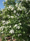 Mme_Lemoine_20180521_LMSU_MLD__1