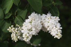 Mme_Lemoine_MSU_BG_TP_1