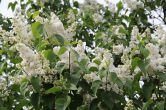 Mme_Lemoine_MSU_BG_TP_3