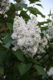Mme_Lemoine_TRD_TP_2
