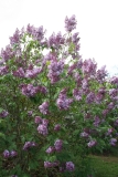 Mme_Leon_Simon_2012_Nancy_TP_2