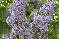 Mme R. Foyer