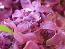Monge_200204_DG_BB_1