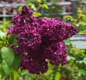 Monge_20210427_BLBG_MLD_2