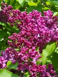 Monge_20210428_NYBG_MLD_2