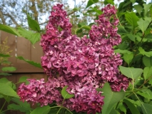 Monge_2021_MN