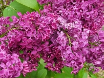 Monge_20220506_MLD_MLD