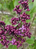 Monge_20230415_MLD_MLD