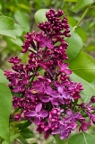 Monge_20230417_MLD_MLD