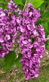 Monge_20230503_MLD_MLD
