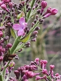 Monge_20240412_MLD_MLD