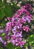 Monge_20240416_MLD_MLD
