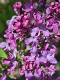 Monge_20240416_MLD_MLD_2