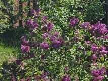 Monge_20240422_MLD_MLD