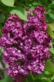 Monge_ZB