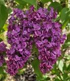 Monge_shade_20230422_MLD_MLD