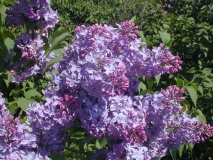 Monore_Blue_Skies_2003_HP_MM__DM_1