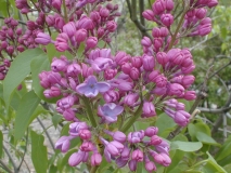 Monore_Blue_Skies_2003_HP_MM__DM_2