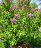 Monore_Blue_Skies_20210428_NYBG_MLD_1