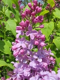 Monore_Blue_Skies_20210428_NYBG_MLD_2