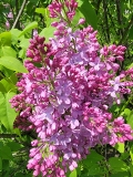 Monore_Blue_Skies_20210428_NYBG_MLD_3