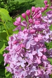 Monore_Blue_Skies_20210428_NYBG_MLD_4
