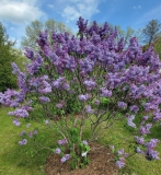 Monore_Blue_Skies_20220528_KA_MLD