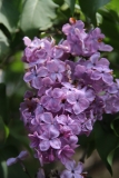 Montesquieu_2014_BLBG_TP_1