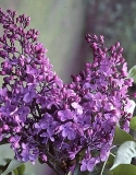 Montesquieu_RBG_CH