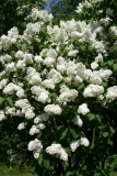 Monument_MSU_BG_TP_2