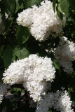 Monument_MSU_BG_TP_6