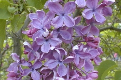 Mood Indigo
