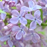 Moonglow_2019_LM_CF