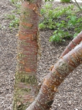 Morton_20190506_LP_MLD_2