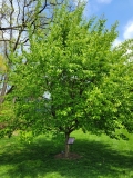 Morton_China_Snow_20210428_NYBG_MLD_2