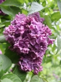 Moskvichka_TP_1