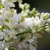 Mother_Louise_201906_LM_CF