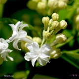 Mother_Louise_2019_LM_CF