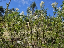 Mount_Baker_20240415_MLD_MLD