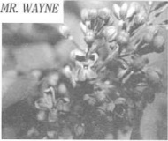 Mr_Wayne_2005_WH