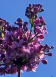Mrs_Berneasha_20230427_HKLG_MLD_1