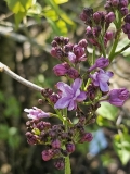 Mrs_Berneasha_20230427_HKLG_MLD_2