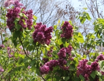Mrs_Edward_Harding_2014_BLBG_TP_3