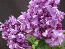 Mrs_Edward_Harding_LNT
