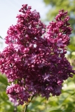 Mrs_Edward_Harding_MSU_BG_TP_3
