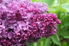 Mrs_Edward_Harding_MSU_BG_TP_4