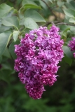Mrs_Edward_Harding_TRD_TP_1