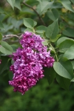 Mrs_Edward_Harding_TRD_TP_2